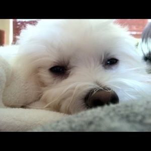 Meet your Posher, Cherie